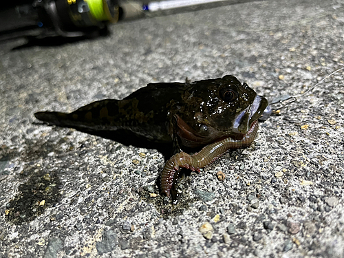 ニジカジカの釣果