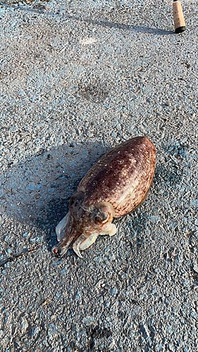 コウイカの釣果