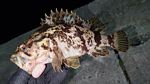 タケノコメバルの釣果