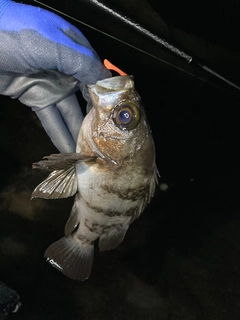 メバルの釣果