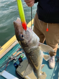 ニゴイの釣果