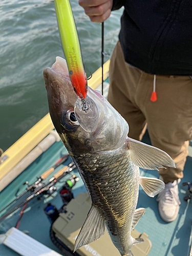 ニゴイの釣果