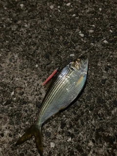 コノシロの釣果