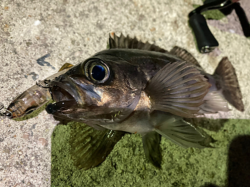 メバルの釣果