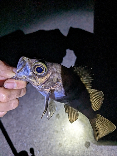 メバルの釣果