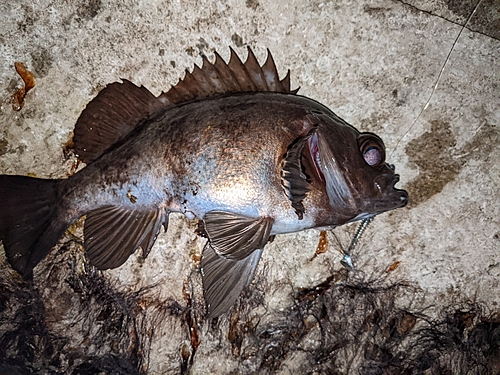 メバルの釣果