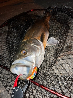 スズキの釣果