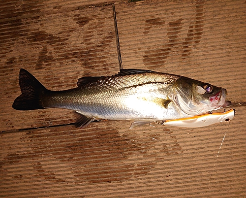 シーバスの釣果