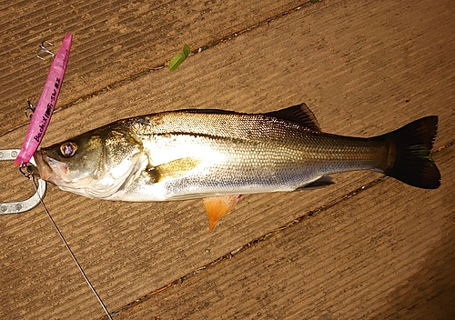 シーバスの釣果