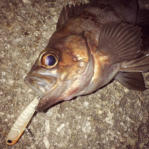 メバルの釣果