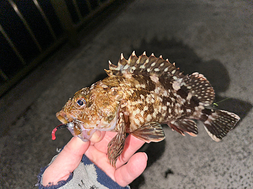 カサゴの釣果