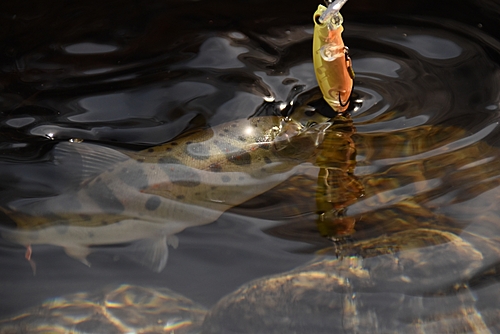 アマゴの釣果