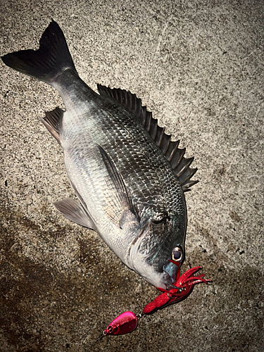 クロダイの釣果