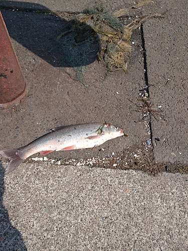 ウグイの釣果