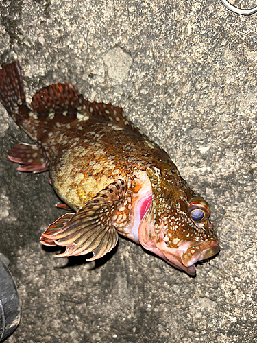 カサゴの釣果