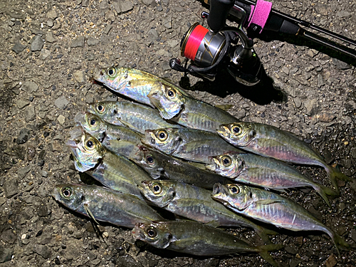 マアジの釣果