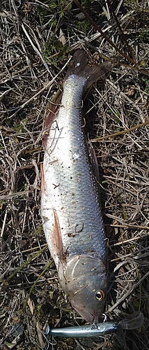 ケタバスの釣果