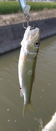 ケタバスの釣果