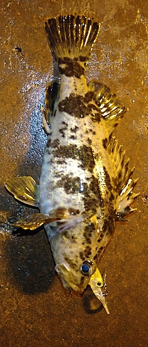 タケノコメバルの釣果