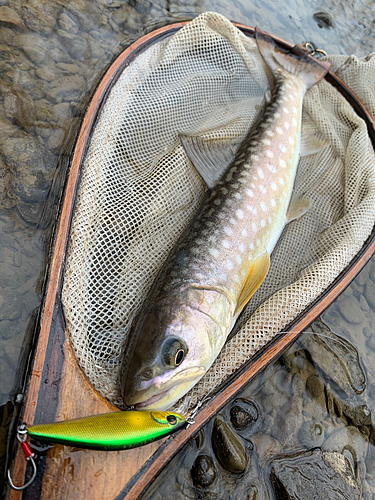 アメマスの釣果