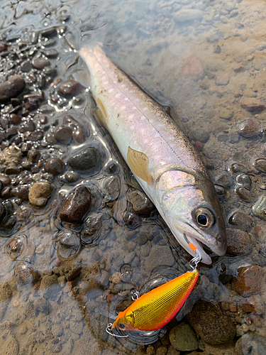 アメマスの釣果