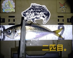 マアジの釣果