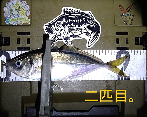 マアジの釣果