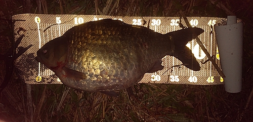 フナの釣果