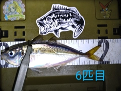 マアジの釣果