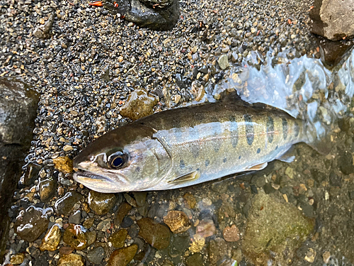 ヤマメの釣果