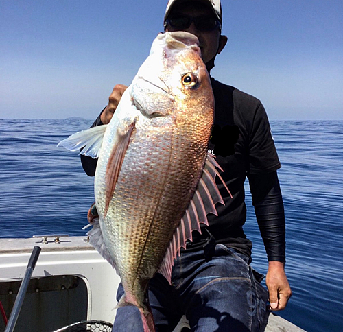 マダイの釣果