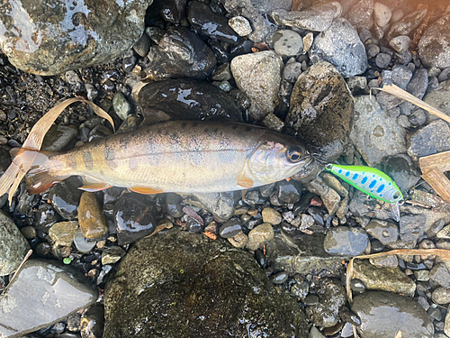 ヤマメの釣果