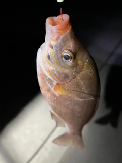 ウミタナゴの釣果