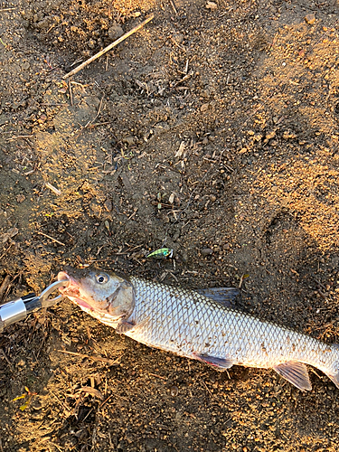 ニゴイの釣果