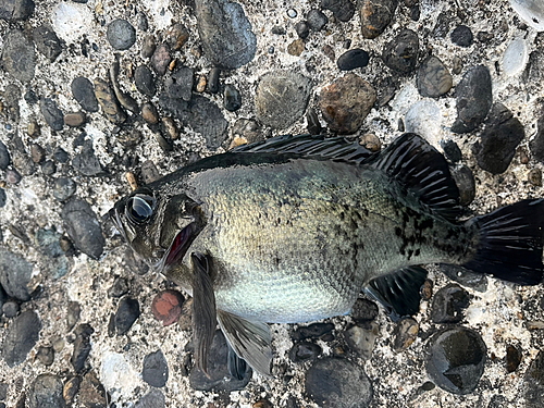 メバルの釣果