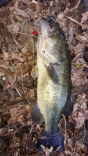 ブラックバスの釣果