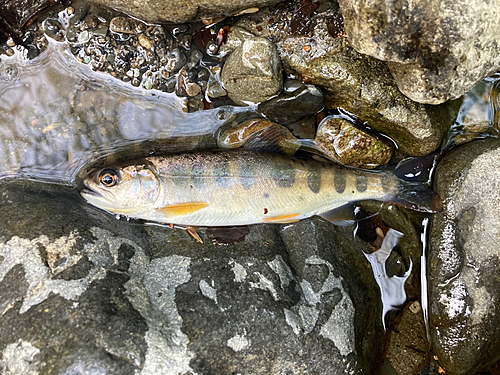 ヤマメの釣果