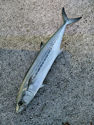 サゴシの釣果