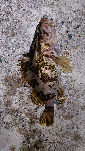 タケノコメバルの釣果