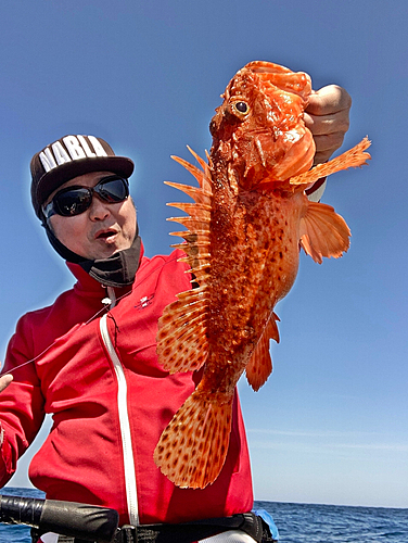 イズカサゴの釣果