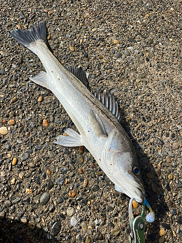 スズキの釣果