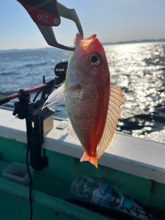 イトヨリダイの釣果