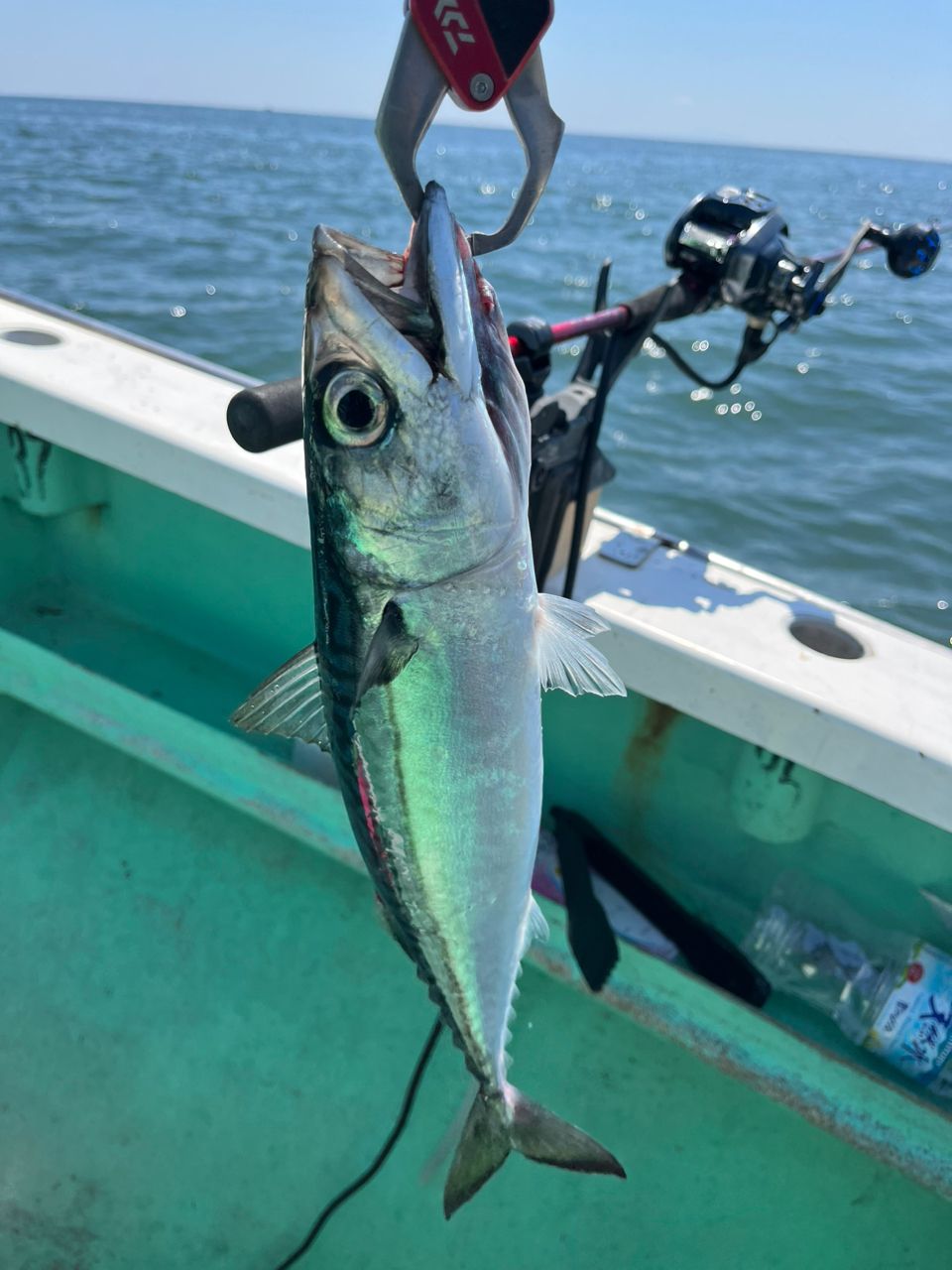 なりたなおとさんの釣果 2枚目の画像