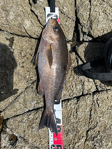 イサキの釣果