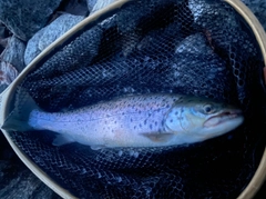 ブラウントラウトの釣果