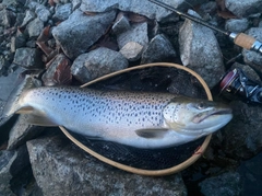 ブラウントラウトの釣果