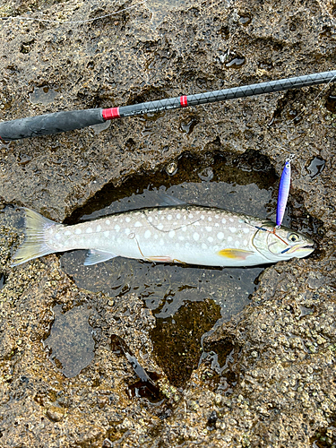 サクラマスの釣果