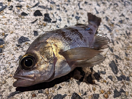 メバルの釣果