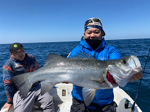 ヒラスズキの釣果