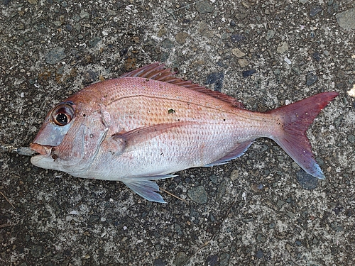 マダイの釣果